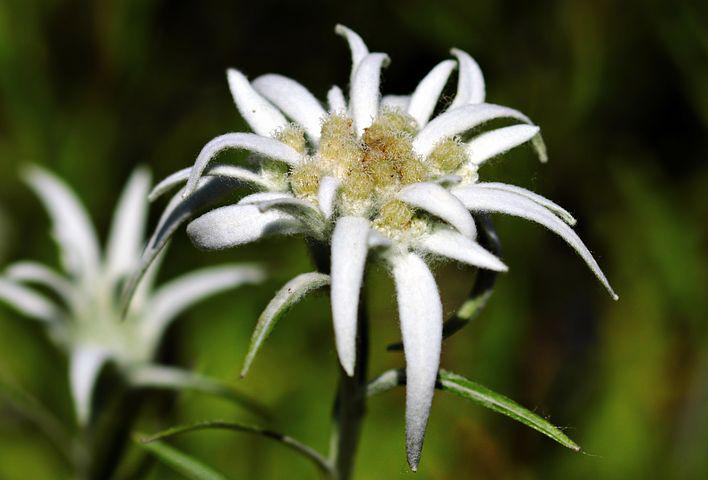 Detail Edelweiss Photo Nomer 14