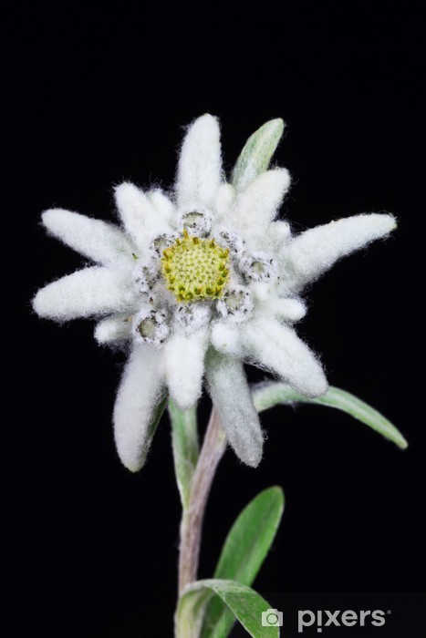 Detail Edelweiss Photo Nomer 36