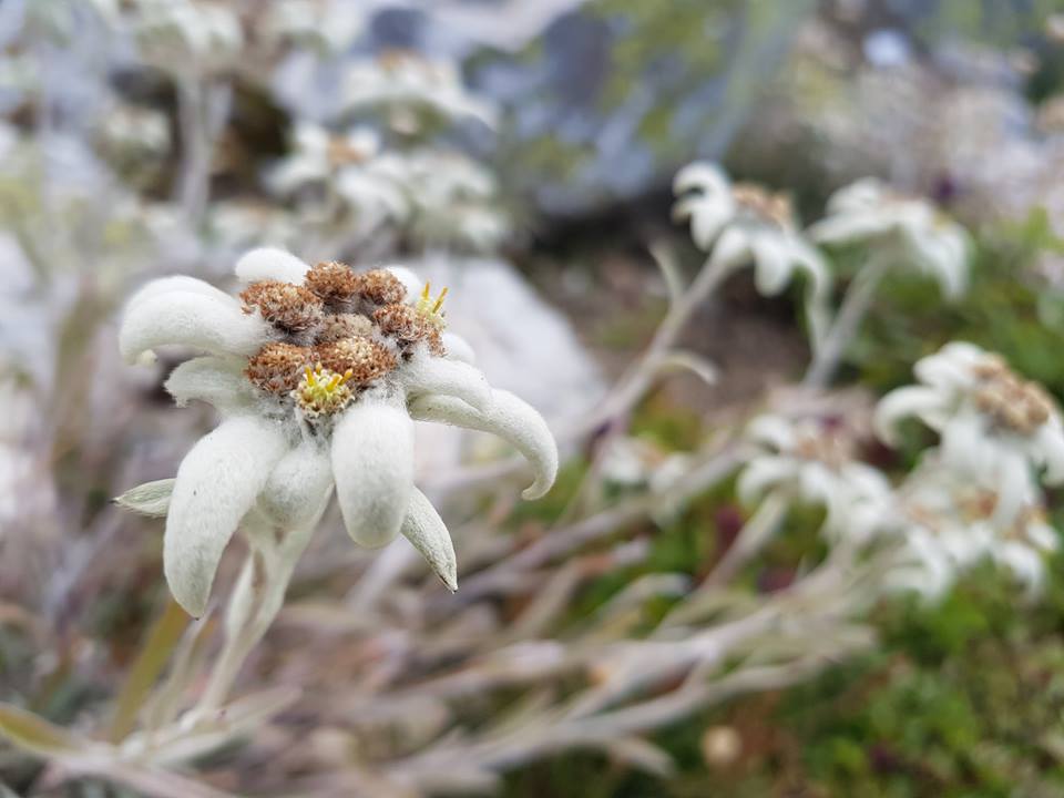 Detail Edelweiss Photo Nomer 37