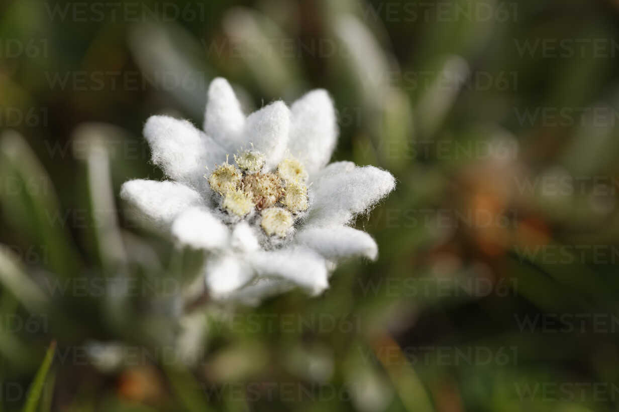 Detail Edelweiss Photo Nomer 57