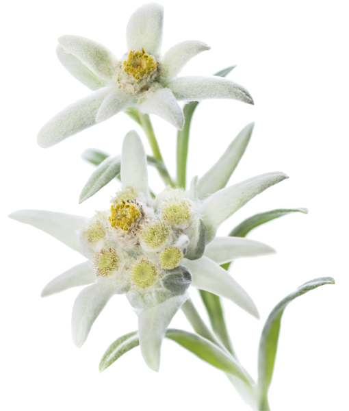 Detail Edelweiss Png Nomer 2