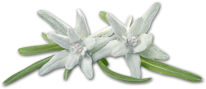 Detail Edelweiss Png Nomer 13