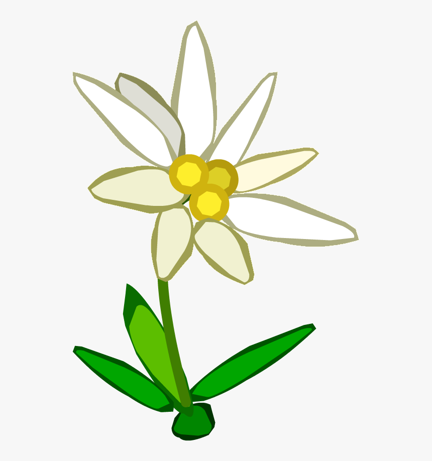 Detail Edelweiss Png Nomer 14