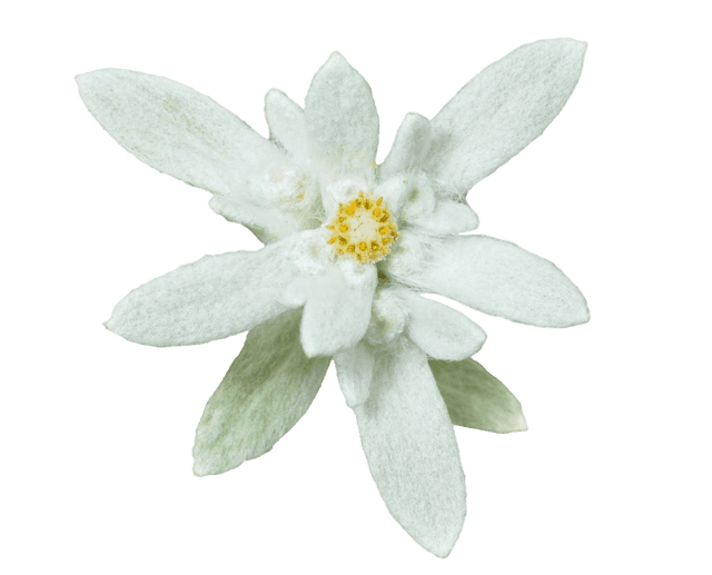 Detail Edelweiss Png Nomer 16