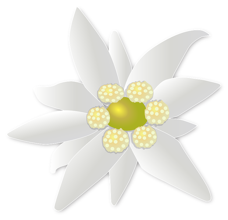 Detail Edelweiss Png Nomer 18