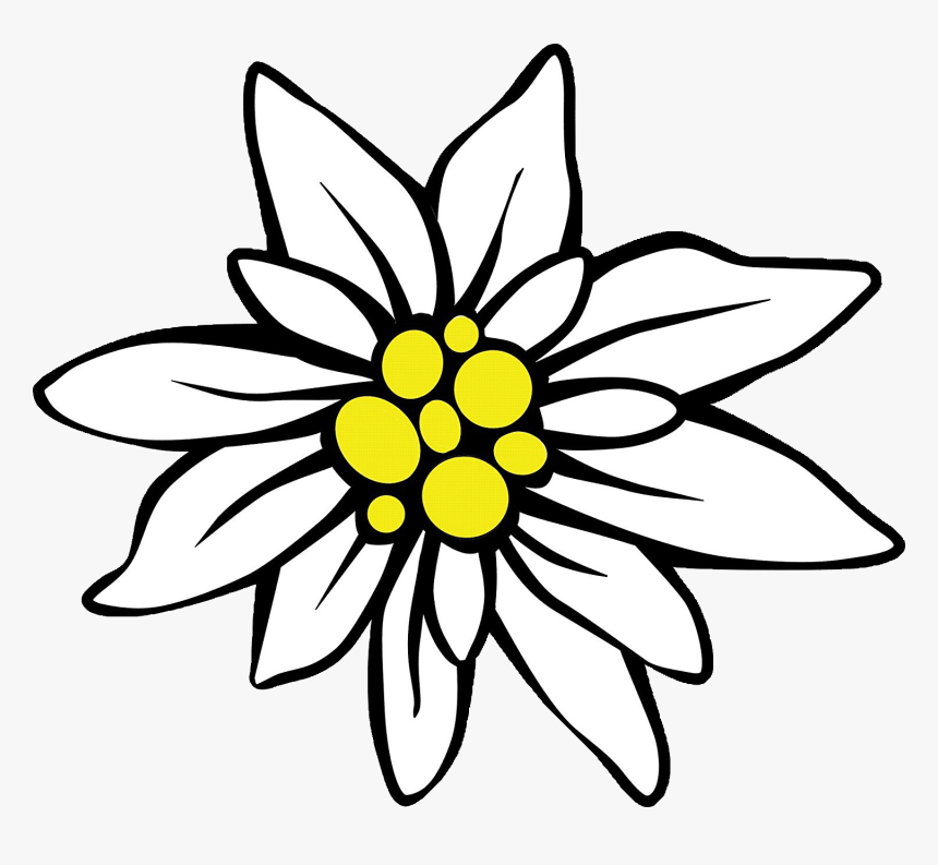 Detail Edelweiss Png Nomer 19