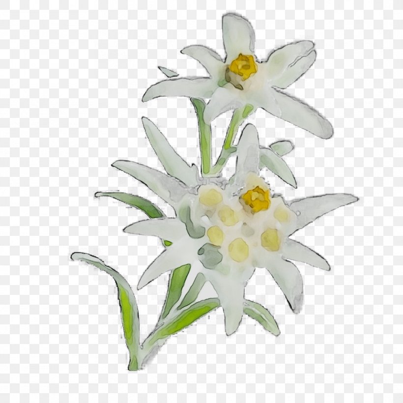 Detail Edelweiss Png Nomer 20