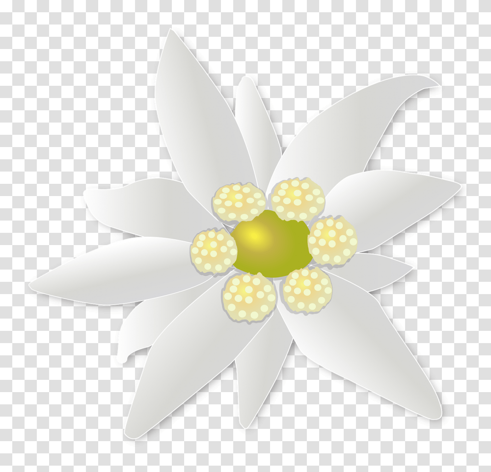 Detail Edelweiss Png Nomer 25