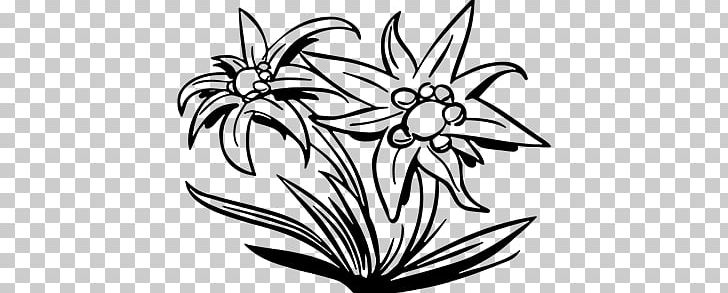 Detail Edelweiss Png Nomer 28