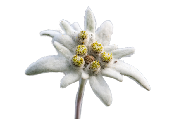 Detail Edelweiss Png Nomer 4