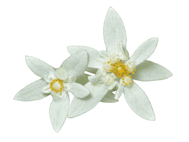 Detail Edelweiss Png Nomer 31