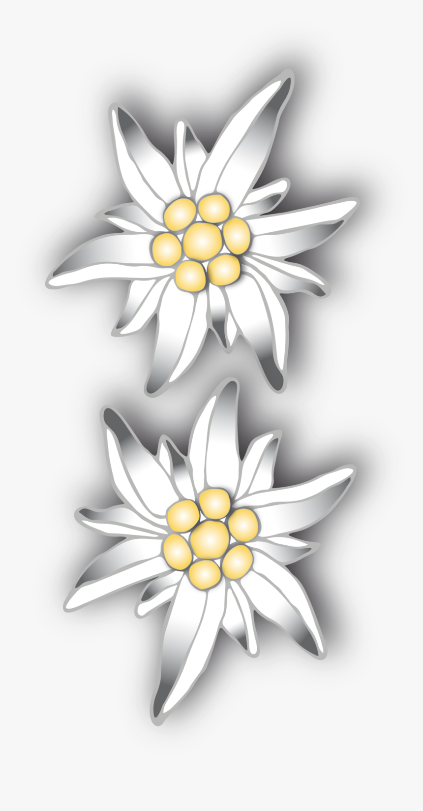 Detail Edelweiss Png Nomer 45