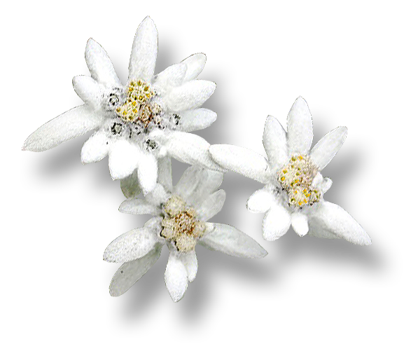 Detail Edelweiss Png Nomer 6