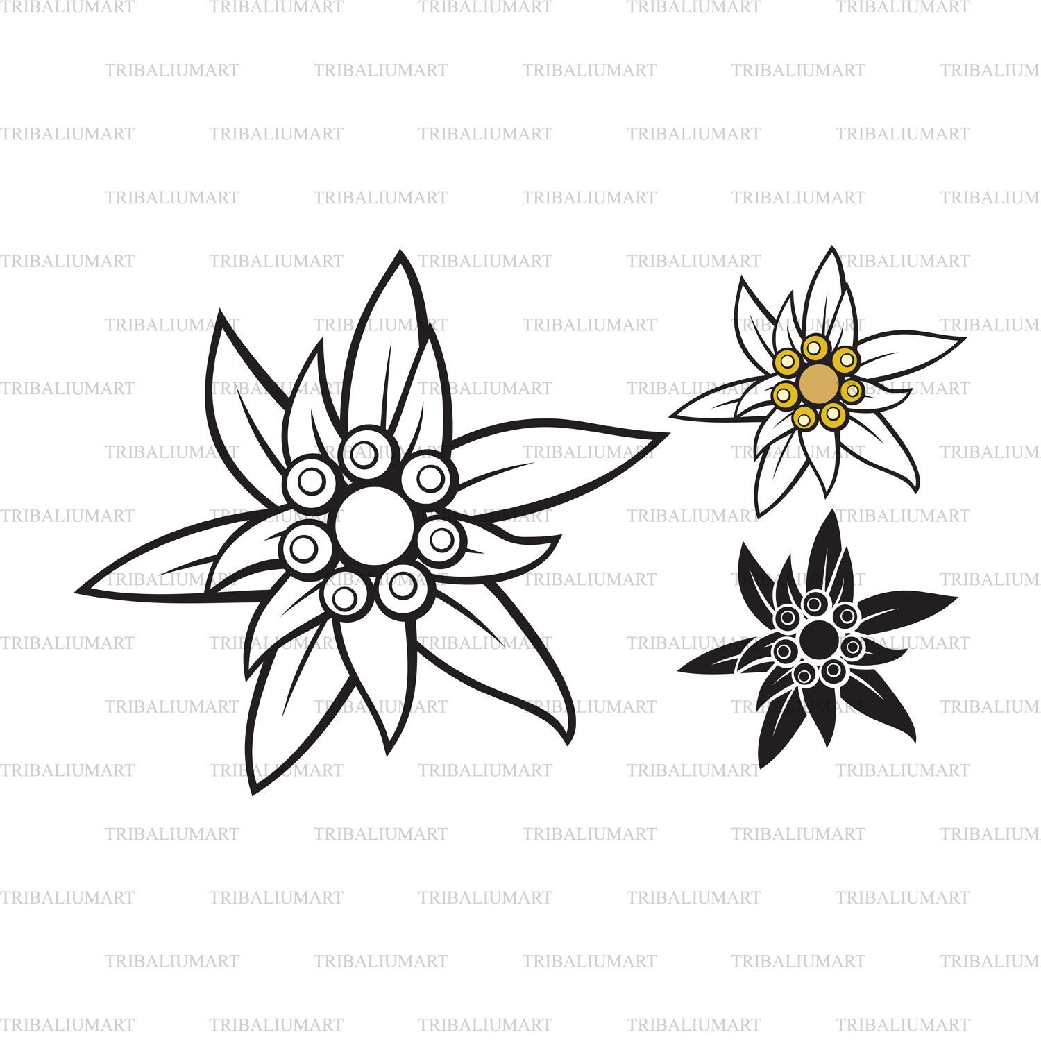 Detail Edelweiss Png Nomer 53