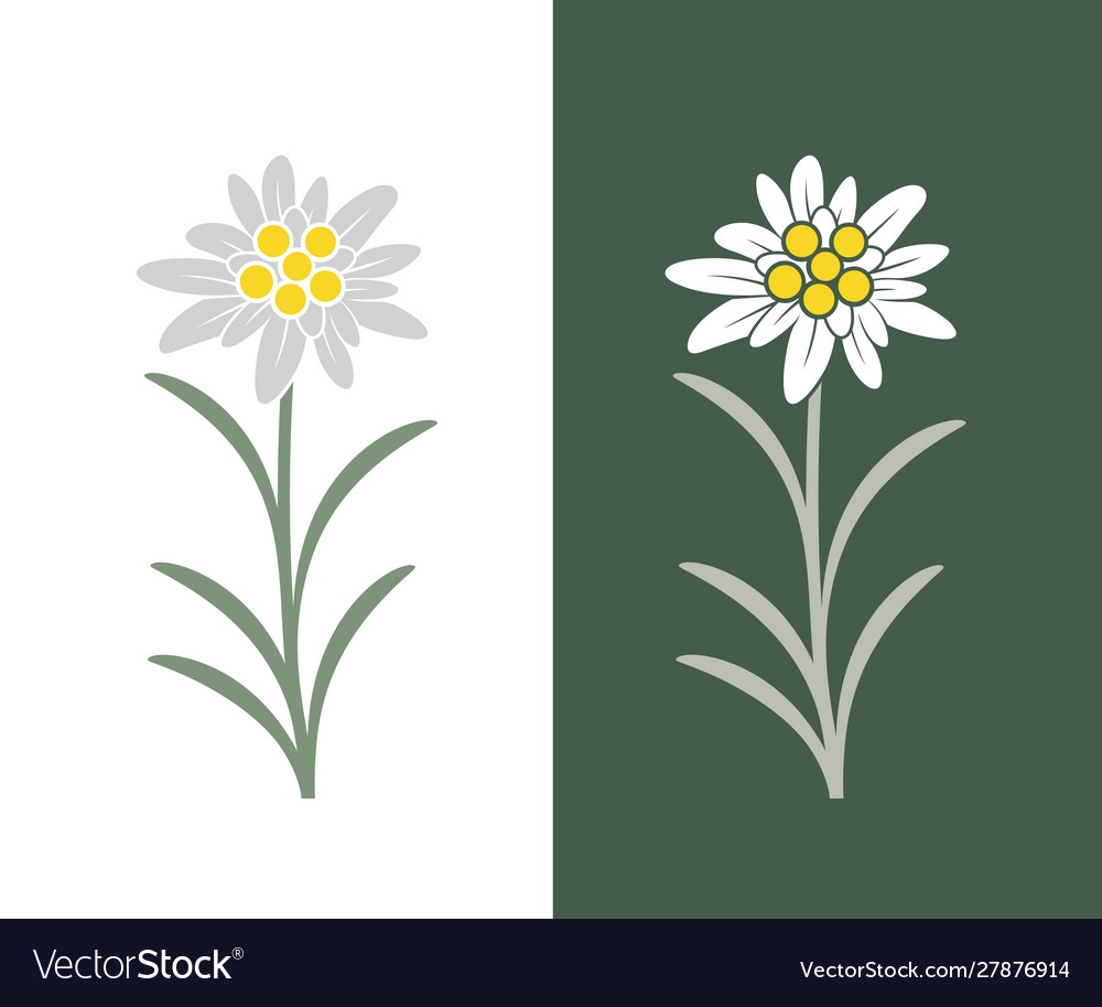 Edelweiss Vector - KibrisPDR