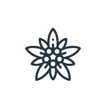 Detail Edelweiss Vector Nomer 3