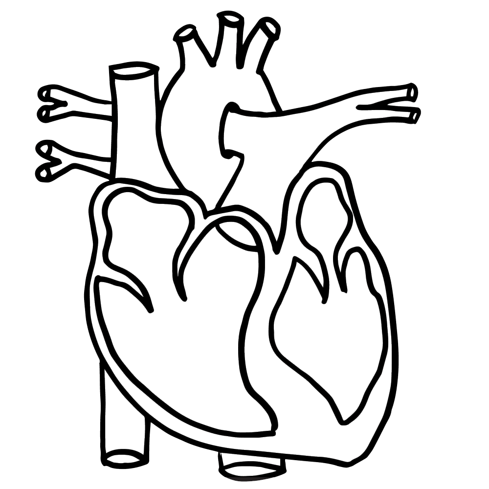 Detail Anatomy Line Art Nomer 6