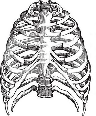 Anatomy Line Art - KibrisPDR