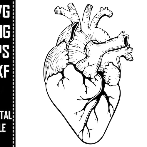 Detail Anatomy Line Art Nomer 4