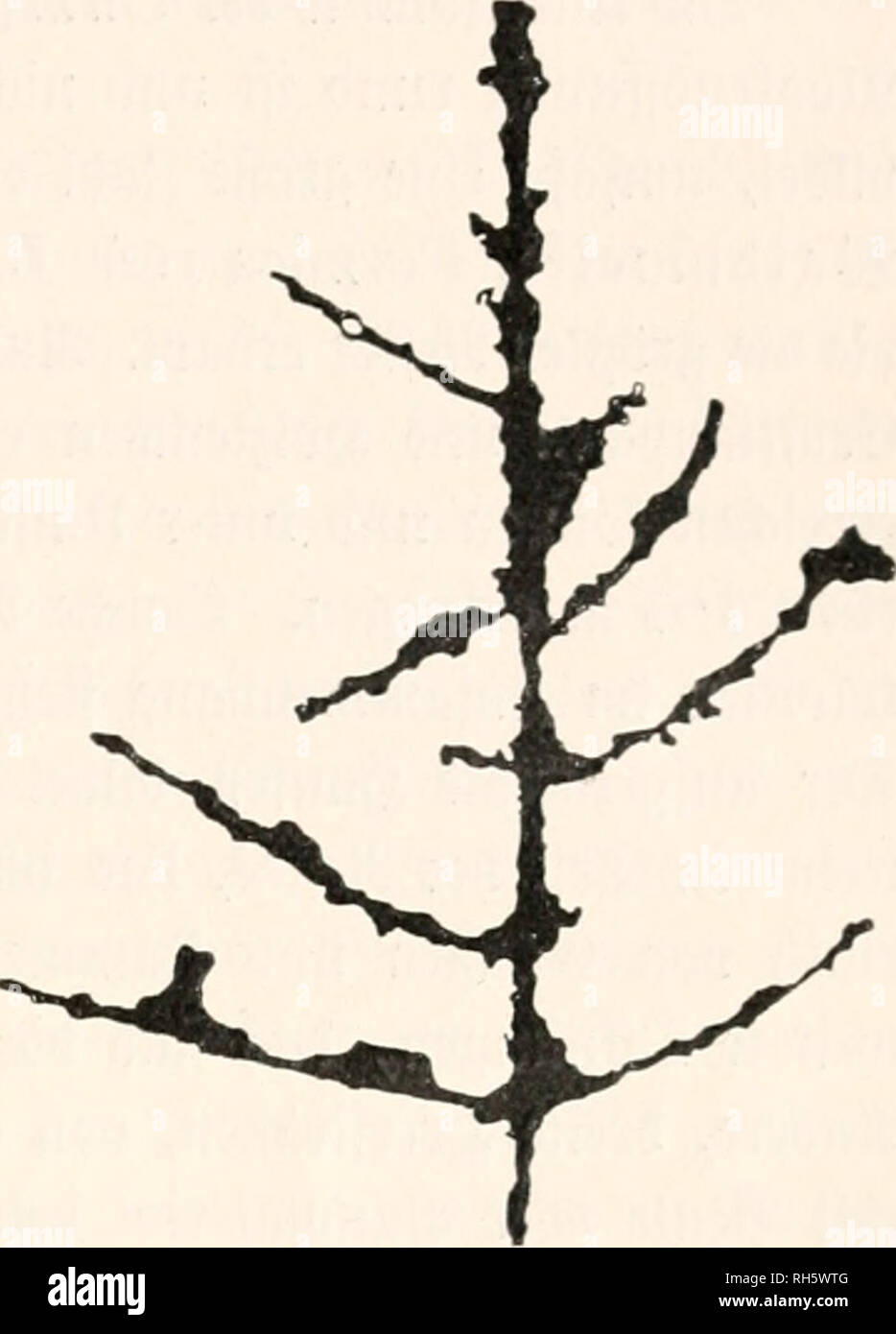 Detail Junger Zweig Nomer 13