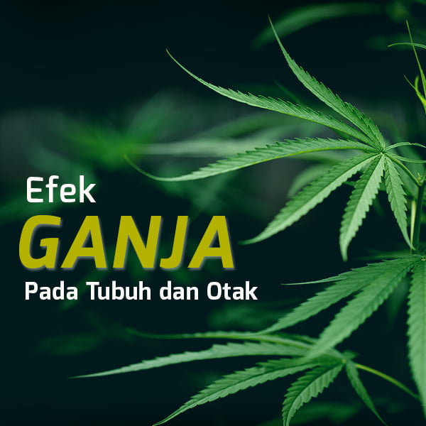 Detail Efek Memakai Ganja Nomer 28