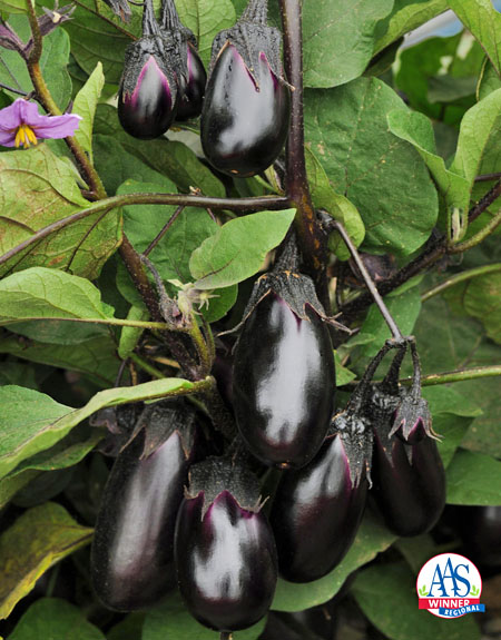 Detail Egg Plant Pic Nomer 22