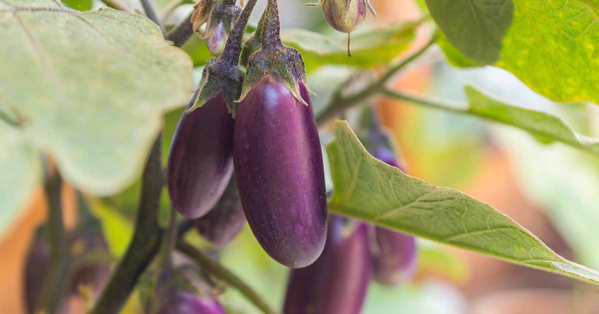 Detail Egg Plant Pic Nomer 32