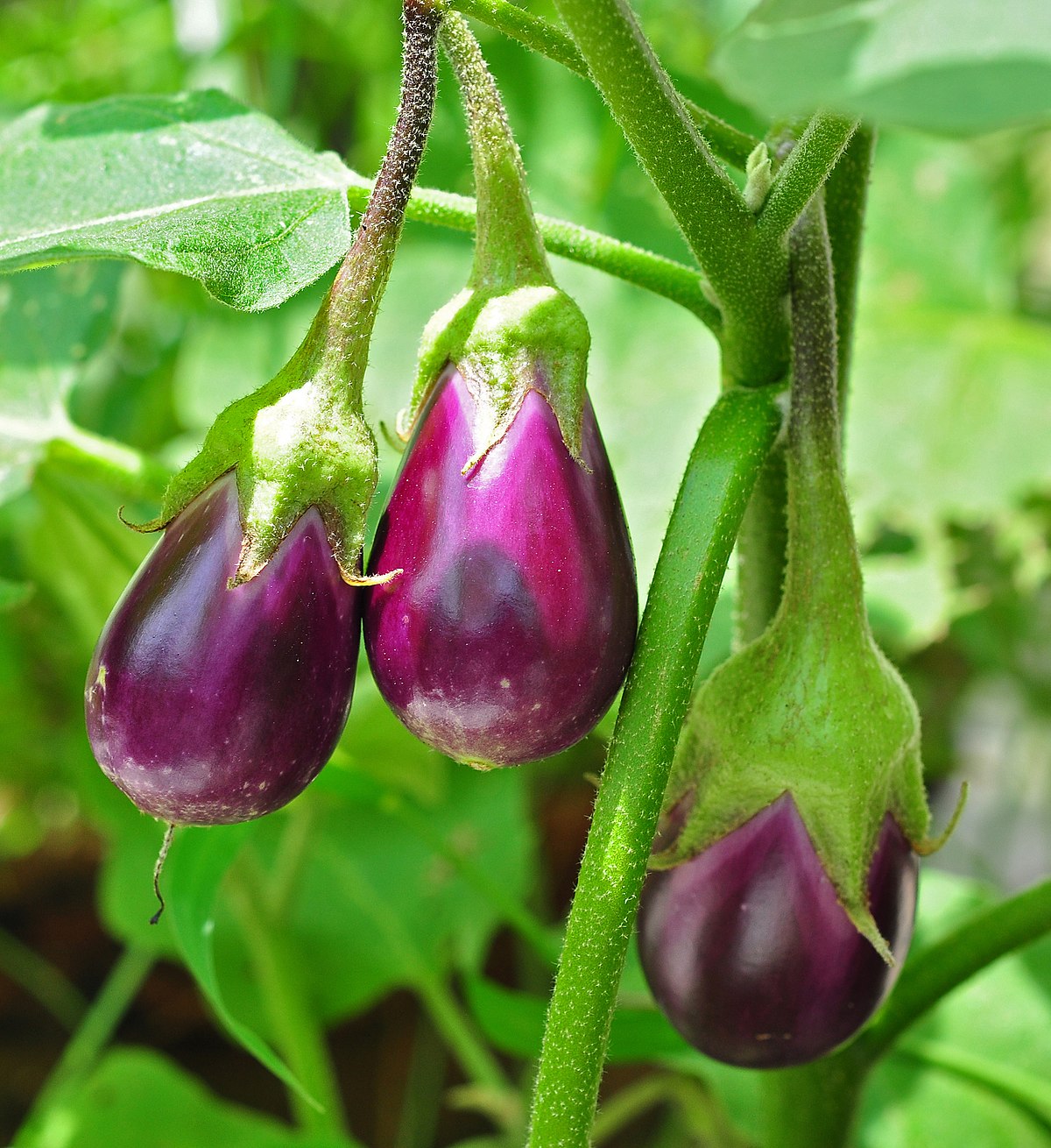 Detail Egg Plant Pic Nomer 5