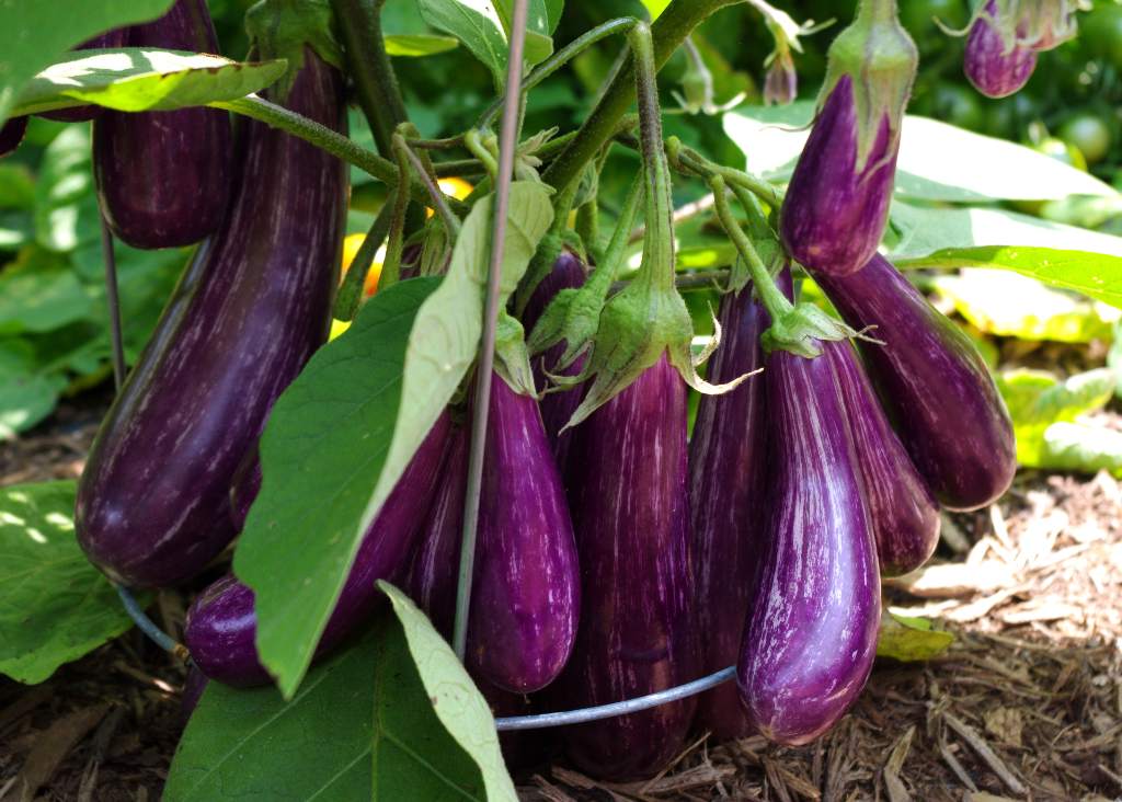 Detail Egg Plant Picture Nomer 16