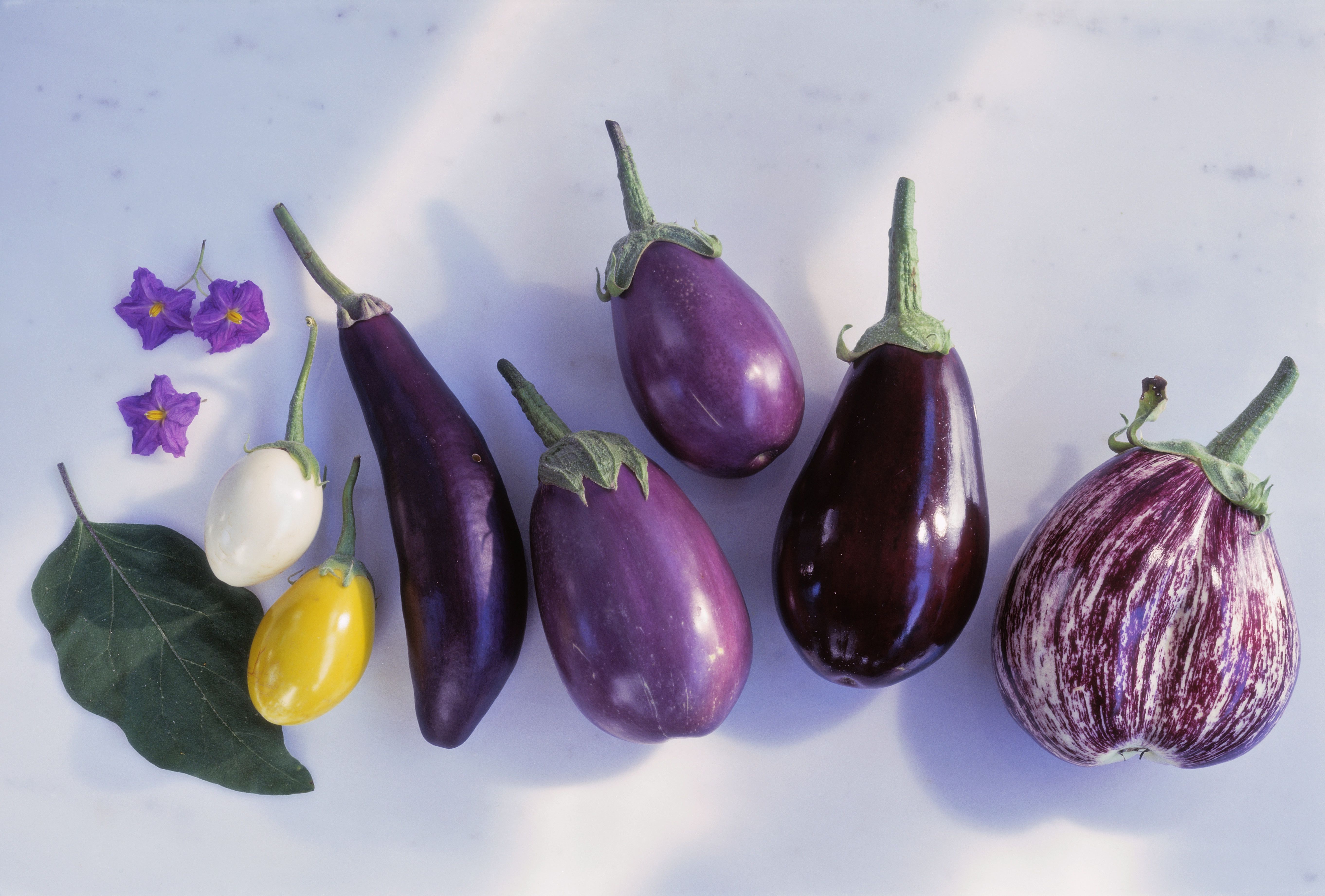 Detail Egg Plant Picture Nomer 18