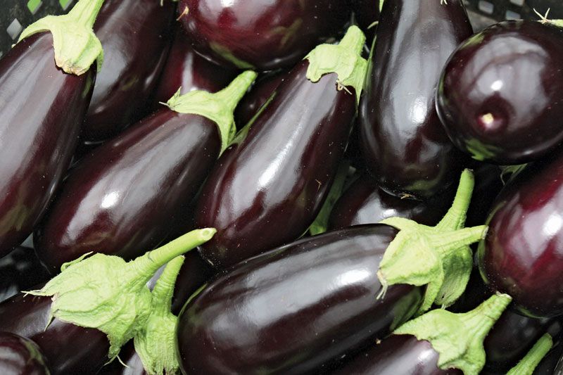 Detail Egg Plant Picture Nomer 27