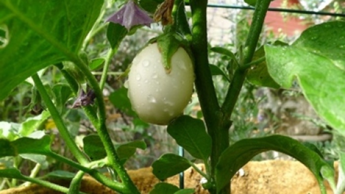 Detail Egg Plant Picture Nomer 31