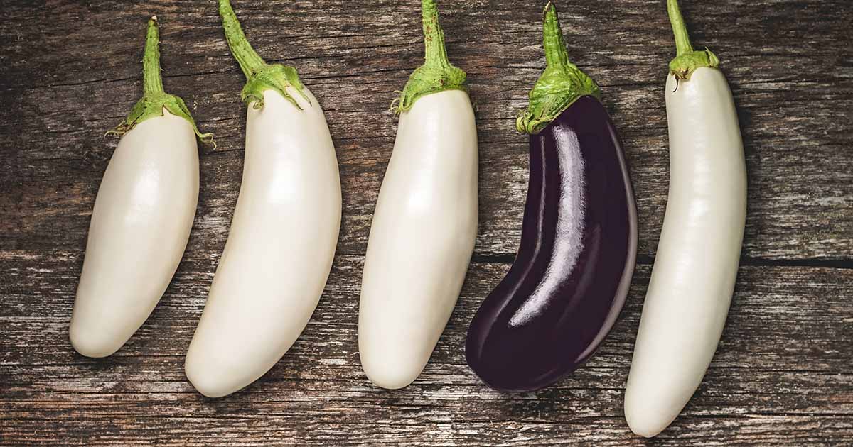 Detail Egg Plant Picture Nomer 44