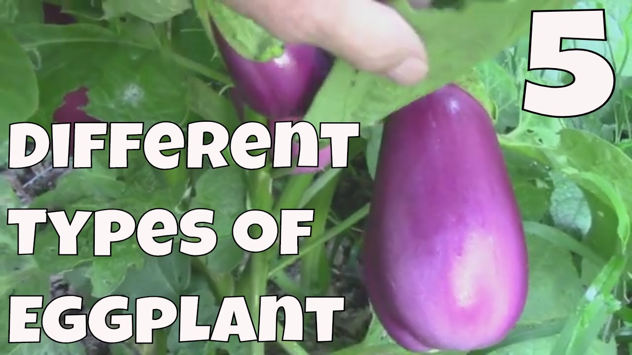 Detail Egg Plant Picture Nomer 47
