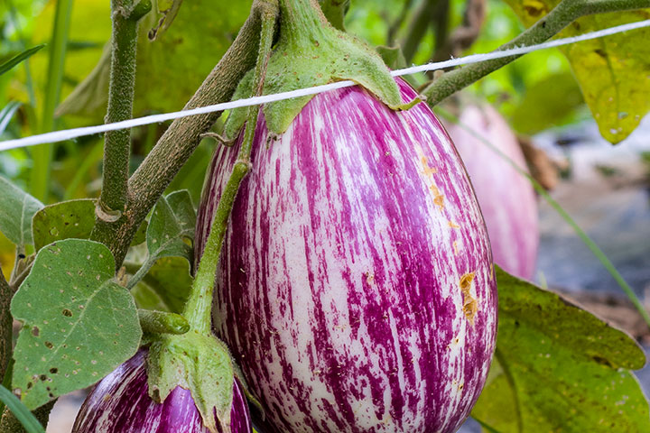 Detail Egg Plant Picture Nomer 53