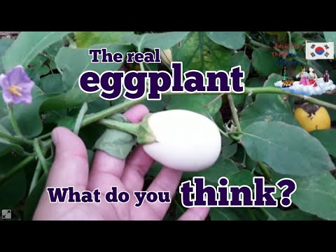 Detail Egg Plant Picture Nomer 54