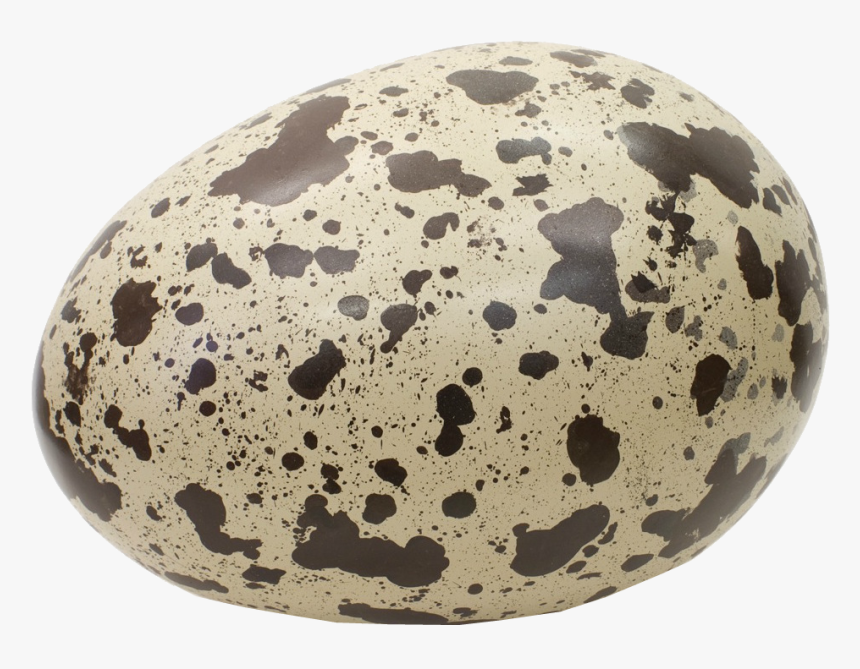 Detail Egg Transparent Background Nomer 35