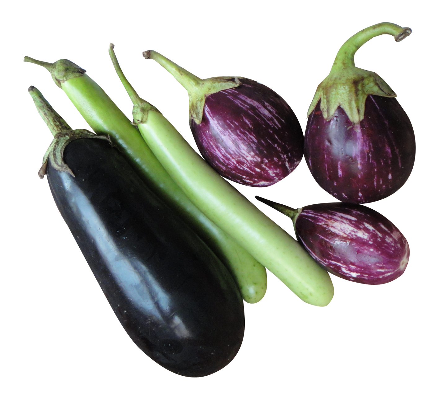 Detail Eggplant Download Nomer 50