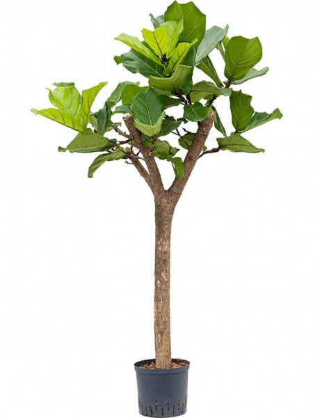 Ficus Lyrata Baum - KibrisPDR