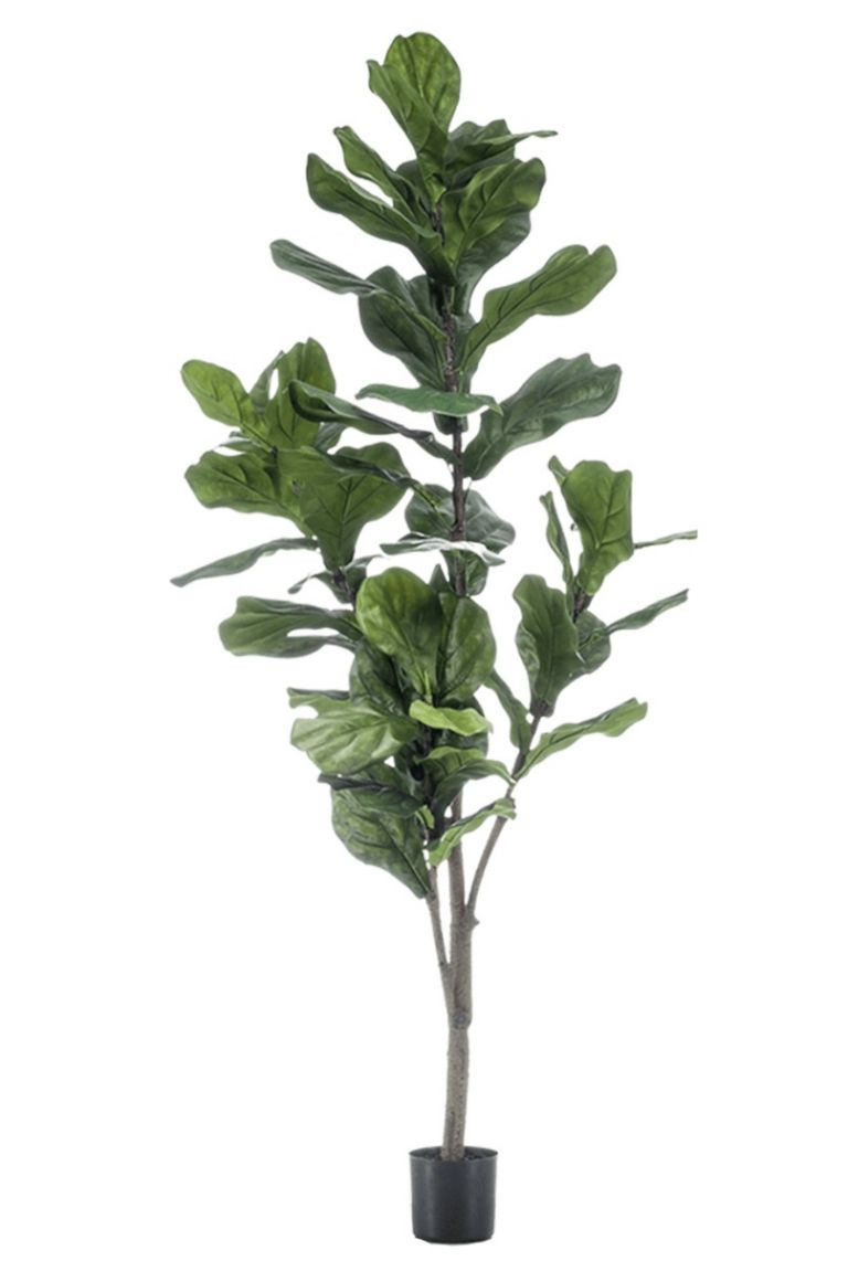 Detail Ficus Lyrata Baum Nomer 10