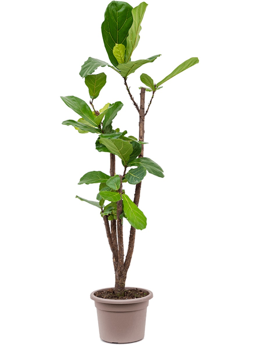 Detail Ficus Lyrata Baum Nomer 13