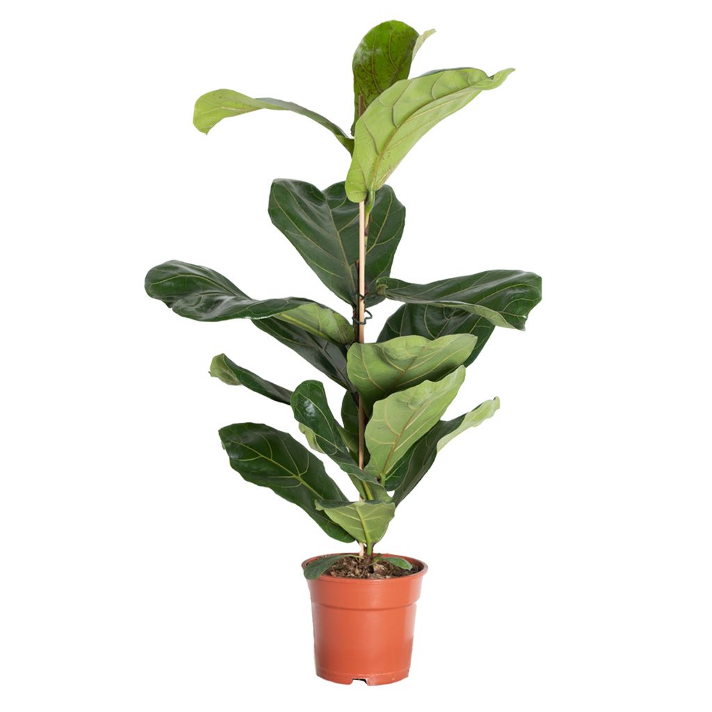 Detail Ficus Lyrata Baum Nomer 15