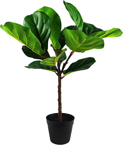 Detail Ficus Lyrata Baum Nomer 16