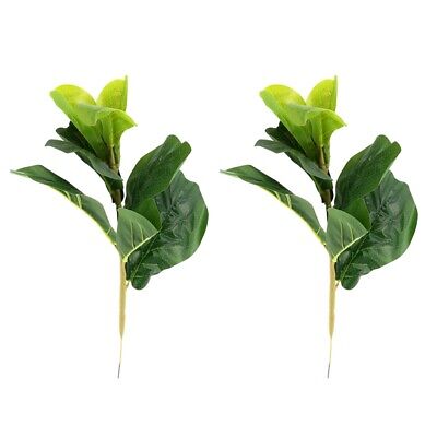 Detail Ficus Lyrata Baum Nomer 17