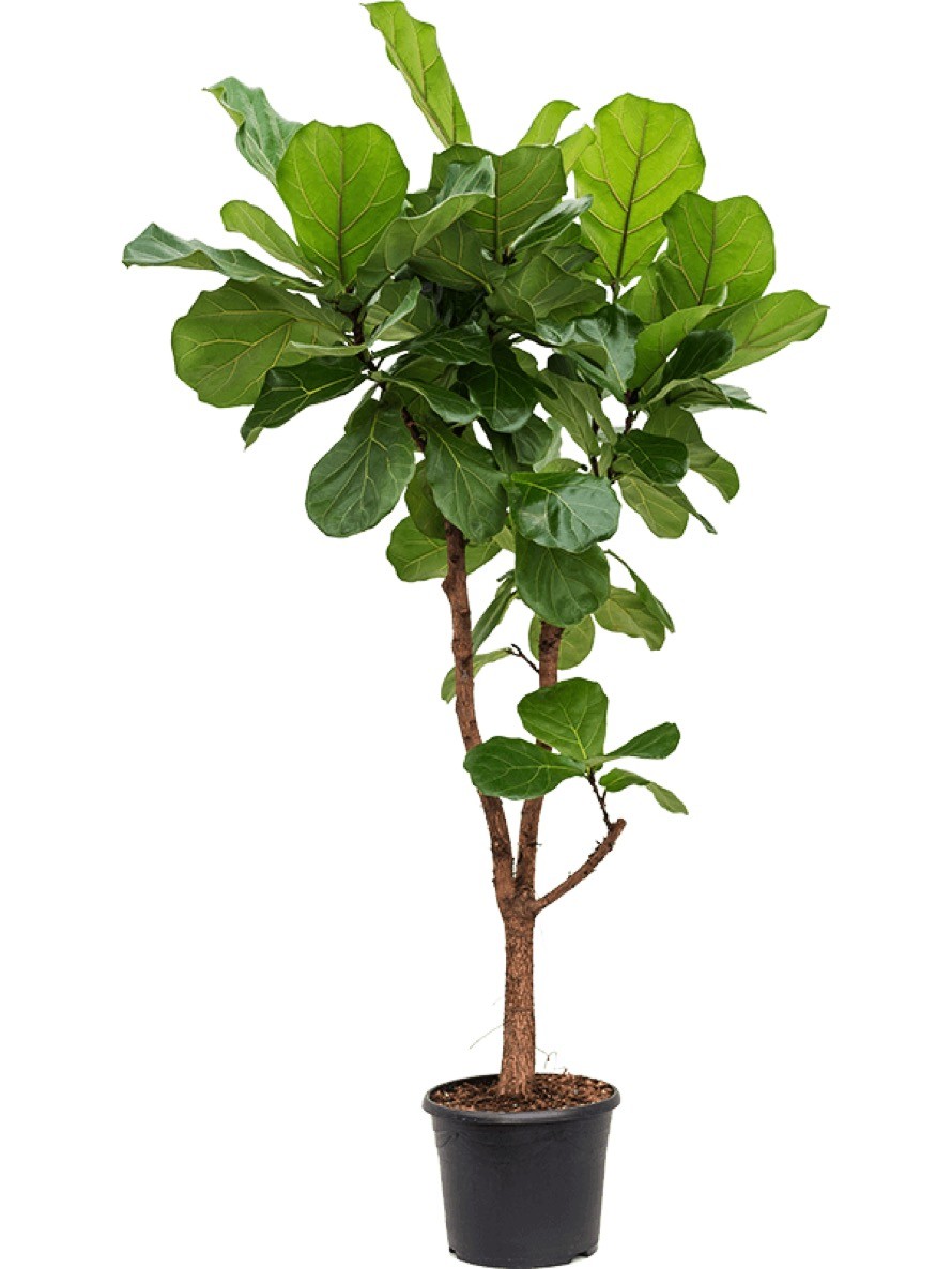 Detail Ficus Lyrata Baum Nomer 2