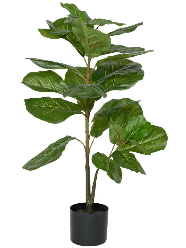 Detail Ficus Lyrata Baum Nomer 20