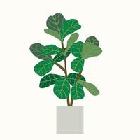 Detail Ficus Lyrata Baum Nomer 21