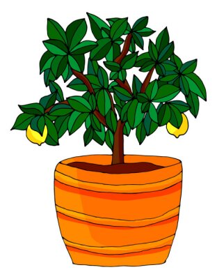 Detail Ficus Lyrata Baum Nomer 22