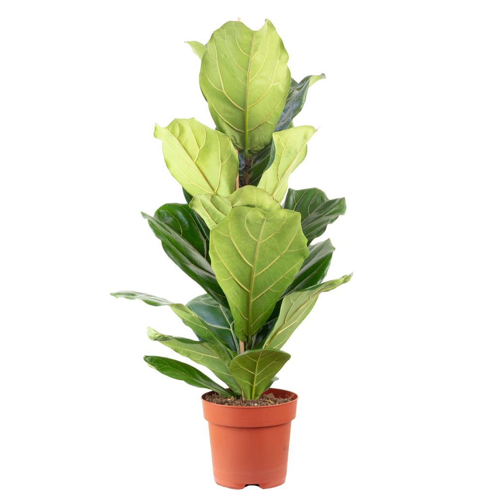 Detail Ficus Lyrata Baum Nomer 23