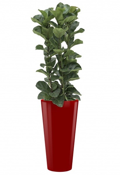 Detail Ficus Lyrata Baum Nomer 25